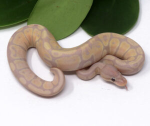 103-11A-Super-Banana_2024_1-300x252 103-11A Super Banana_2024_1