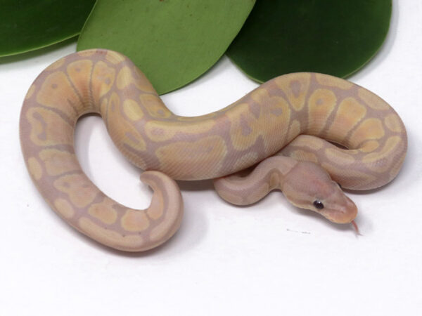 Super Banana (Female)
