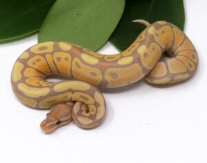 103-11B-Banana_2024_1-300x236 103-11B Banana_2024_1