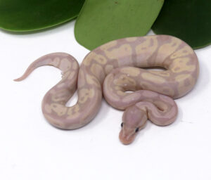 103-13A-Super-Banana_2024_1-300x256 103-13A Super Banana_2024_1