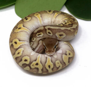 103-16A-HGW-Moochie-Pastel_2024_1-300x287 103-16A HGW Moochie Pastel_2024_1