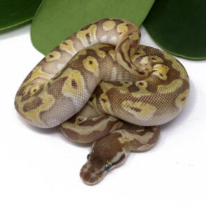 103-17A-HGW-Moochie_2024_1-297x300 103-17A HGW Moochie_2024_1