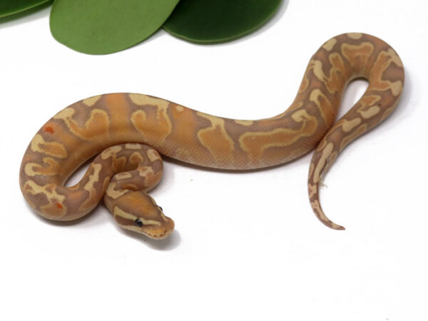 103-1A-Banana-GHI-YB_2024_1-600x450 Ball Pythons and other Reptiles for sale