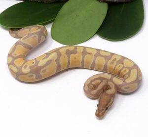 103-2C-Banana_2024_1-300x277 103-2C Banana_2024_1