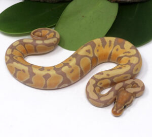 103-3A-Banana_2024_1-300x271 103-3A Banana_2024_1