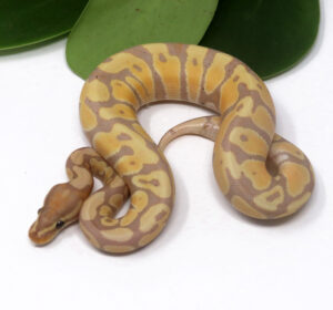 103-3B-Banana_2024_1-300x280 103-3B Banana_2024_1