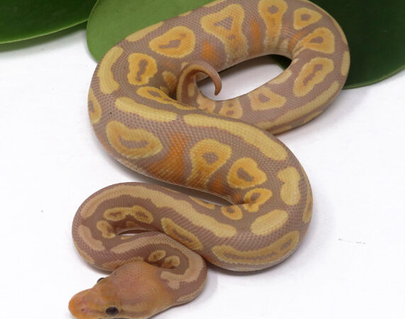Banana Mahogany (Female)