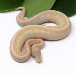 103-7A-Banana-Soul-Sucker-Cinnamon-YB_2024_1-300x295 103-7A Banana Soul Sucker Cinnamon YB_2024_1