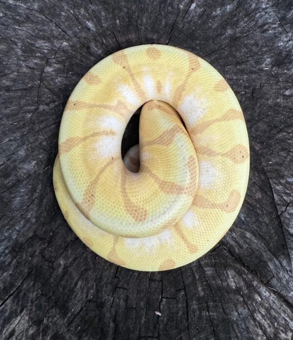 110-12c-600x697 Ball Pythons and other Reptiles for sale