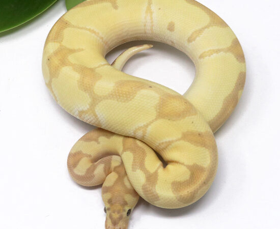 Banana Clown Enchi (Male)