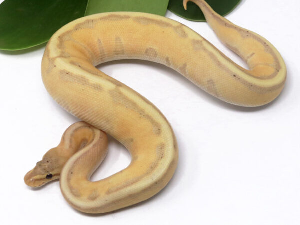 Banana Genetic Stripe (Male)