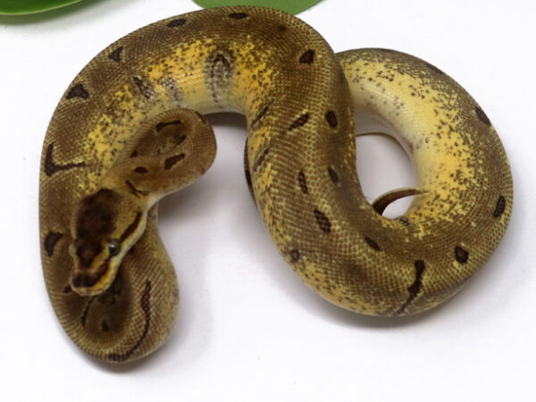 Super Enchi Spotpin (Female)