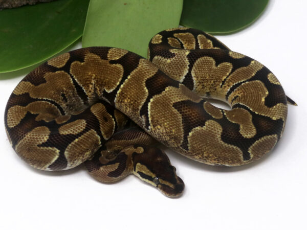 Shatter Enchi (Female)
