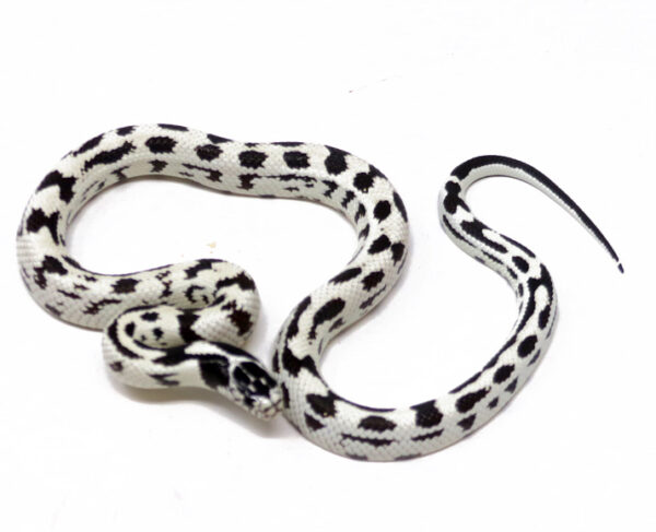 WR1-18B-California-Kingsnake-High-White_2024_1-600x487 Ball Pythons and other Reptiles for sale