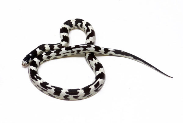 WR1-18G-California-Kingsnake-Aberrant_2024_1-600x405 Ball Pythons and other Reptiles for sale