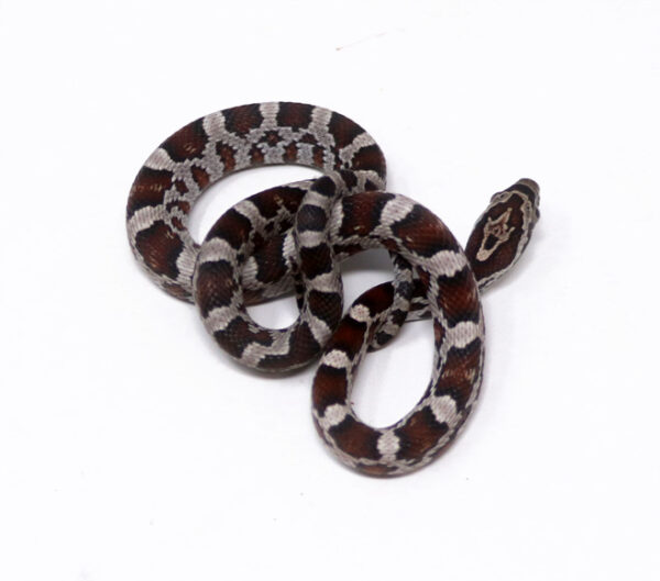 WR1-19C-Miami-Corn_2024_1-600x529 Ball Pythons and other Reptiles for sale