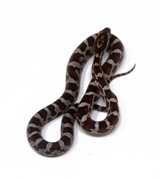 WR1-19D-Miami-Corn_2024_1 Ball Pythons and other Reptiles for sale