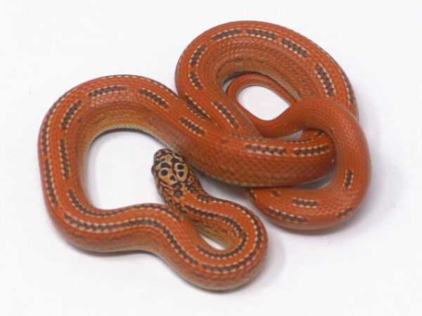 Hypo Mosaic Florida King (Male)