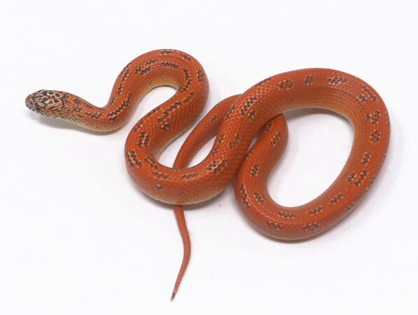 Hypo Mosaic Florida King (Male)
