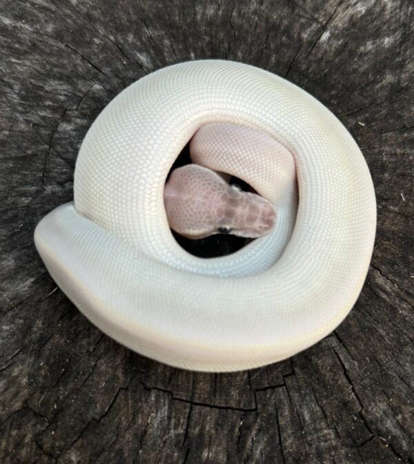 wr-8b2-600x673 Ball Pythons and other Reptiles for sale