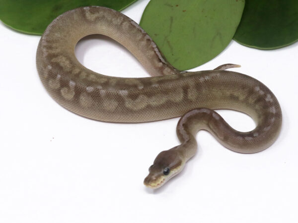 GHI Pewter (Female)