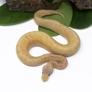 104-10B-Banana-GHI-Pastave-Cinnamon_2024_1-300x297 104-10B Banana GHI Pastave Cinnamon_2024_1