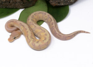 104-10C-Banana-HGW-Mojave-Cinnamon_2024_1-300x217 104-10C Banana HGW Mojave Cinnamon_2024_1