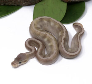 104-11A-GHI-HGW-Pastave_2024_1-300x272 104-11A GHI HGW Pastave_2024_1