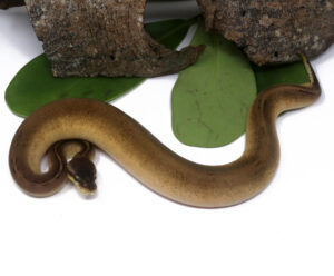 104-12B-GHI-Bongo-Pewter_2024_1-300x248 104-12B GHI Bongo Pewter_2024_1