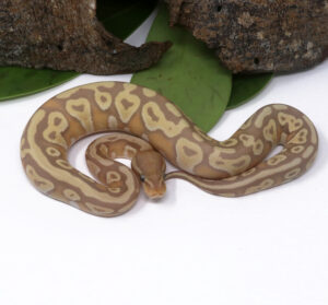 104-13B-Banana-Mojave_2024_1-300x279 104-13B Banana Mojave_2024_1