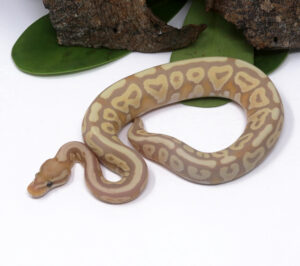 104-14A-Banana-Mojave-Spotnose_2024_1-300x266 104-14A Banana Mojave Spotnose_2024_1