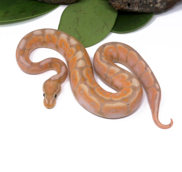 104-16B-Banana-Cinnamon-Spider_2024_1-600x567 Ball Pythons and other Reptiles for sale