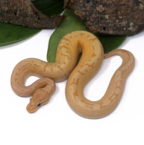 104-16C-Banana-Enchi-Pin_2024_1-297x300 104-16C Banana Enchi Pin_2024_1