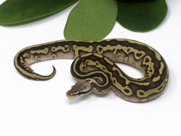 Leopard Pastel butter (Female)