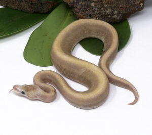 104-5A-GHI-Mojave-Champagne_2024_1-300x267 104-5A GHI Mojave Champagne_2024_1