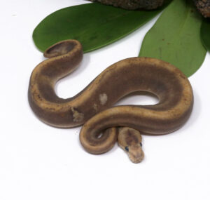 104-6B-GHI-Champagne_2024_1-300x285 104-6B GHI Champagne_2024_1