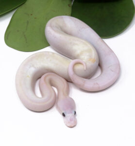 104-8A-Banana-Champagne-Pewter_2024_1-278x300 104-8A Banana Champagne Pewter_2024_1