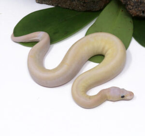 104-8C-Banana-Champagne-Pewter_2024_1-300x281 104-8C Banana Champagne Pewter_2024_1