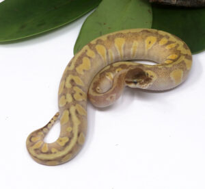 104-9B-HGW-Pastave_2024_1-300x276 104-9B HGW Pastave_2024_1