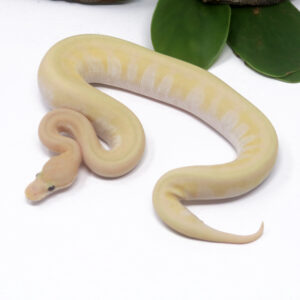 52-14B-Banana-HGW-Moochie-Pin_2025_1-300x300 52-14B Banana HGW Moochie Pin_2025_1