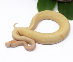 52-15C-Banana-GHI-Champagne_2025_1-300x254 52-15C Banana GHI Champagne_2025_1