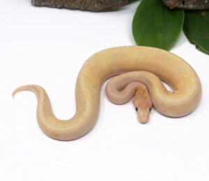 52-16A-Banana-GHI-Champagne_2025_1-300x260 52-16A Banana GHI Champagne_2025_1