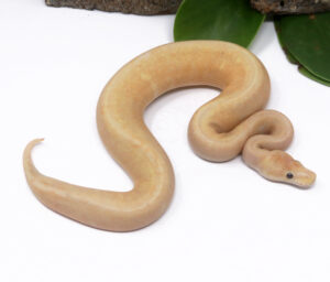 52-16B-Banana-GHI-Champagne_2025_1-300x256 52-16B Banana GHI Champagne_2025_1