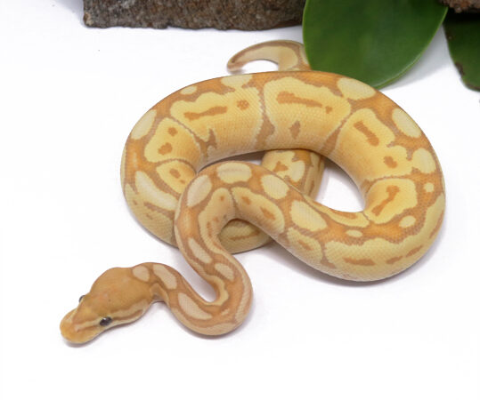 53-11A-Banana-Bongo-Woma_2025_1-539x450 Ball Pythons and other Reptiles for sale