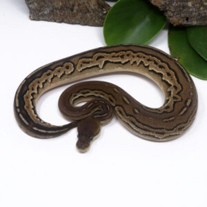 53-11B-Bongo-Cinnamon-Woma_2025_1-300x300 53-11B Bongo Cinnamon Woma_2025_1