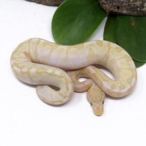 53-13B-Banana-Bamboo-Pastel-Spotnose_2025_1-300x300 53-13B Banana Bamboo Pastel Spotnose_2025_1