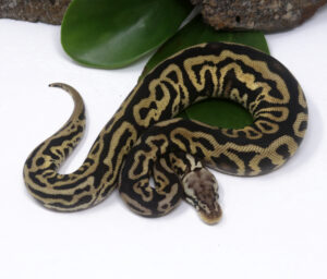 53-13C-Leopard-Spotnose-Enchi-Pastel_2025_1-300x256 53-13C Leopard Spotnose Enchi Pastel_2025_1