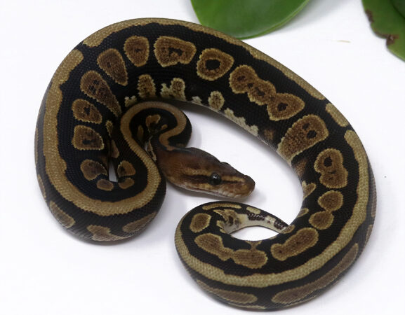 Mahogany Spotnose (Female)