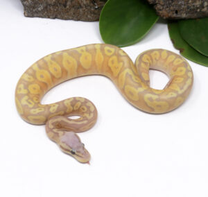 53-1C-Banana-Pastel_2025_1-300x284 53-1C Banana Pastel_2025_1