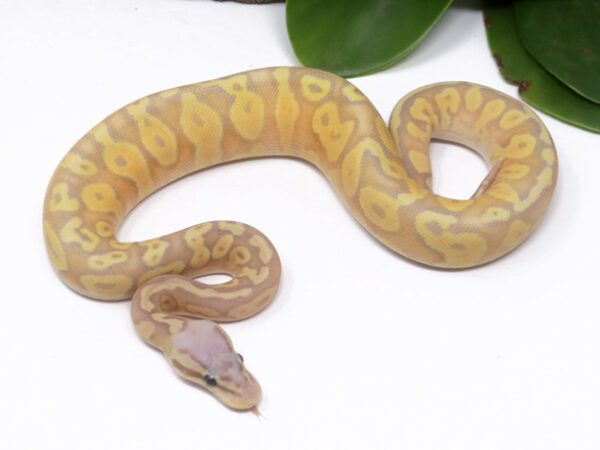 Banana Pastel (Female)
